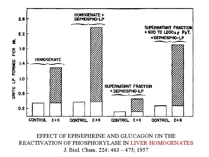 EFFECT OF EPINEPHRINE AND GLUCAGON ON THE REACTIVATION OF PHOSPHORYLASE IN LIVER HOMOGENATES J. EFFECT OF EPINEPHRINE AND GLUCAGON ON THE REACTIVATION OF PHOSPHORYLASE IN LIVER HOMOGENATES J.