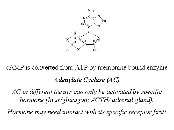 c. AMP is converted from ATP by membrane bound enzyme Adenylate Cyclase (AC) AC c. AMP is converted from ATP by membrane bound enzyme Adenylate Cyclase (AC) AC