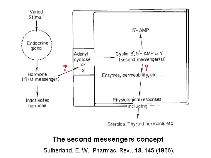 ? ? The second messengers concept Sutherland, E. W. Pharmac. Rev. , 18, 145 ? ? The second messengers concept Sutherland, E. W. Pharmac. Rev. , 18, 145