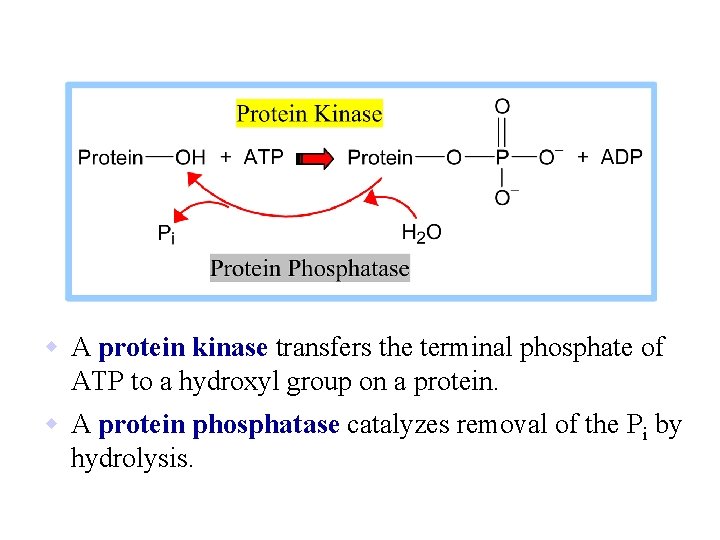 w A protein kinase transfers the terminal phosphate of ATP to a hydroxyl group w A protein kinase transfers the terminal phosphate of ATP to a hydroxyl group