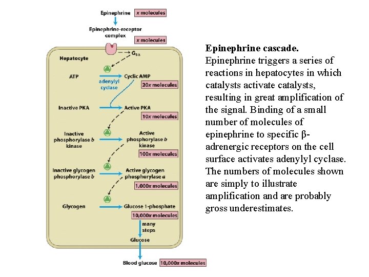 Epinephrine cascade. Epinephrine triggers a series of reactions in hepatocytes in which catalysts activate Epinephrine cascade. Epinephrine triggers a series of reactions in hepatocytes in which catalysts activate