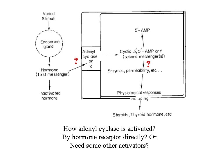 ? ? How adenyl cyclase is activated? By hormone receptor directly? Or Need some ? ? How adenyl cyclase is activated? By hormone receptor directly? Or Need some