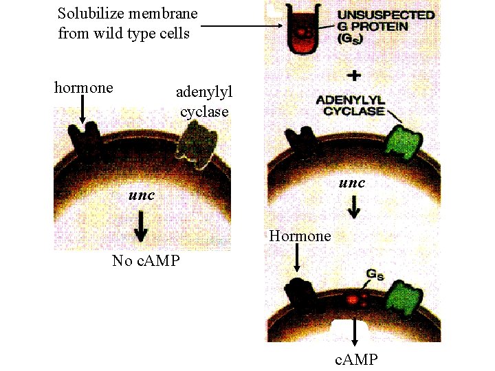 Solubilize membrane from wild type cells hormone adenylyl cyclase unc hormone Hormone No c. Solubilize membrane from wild type cells hormone adenylyl cyclase unc hormone Hormone No c.