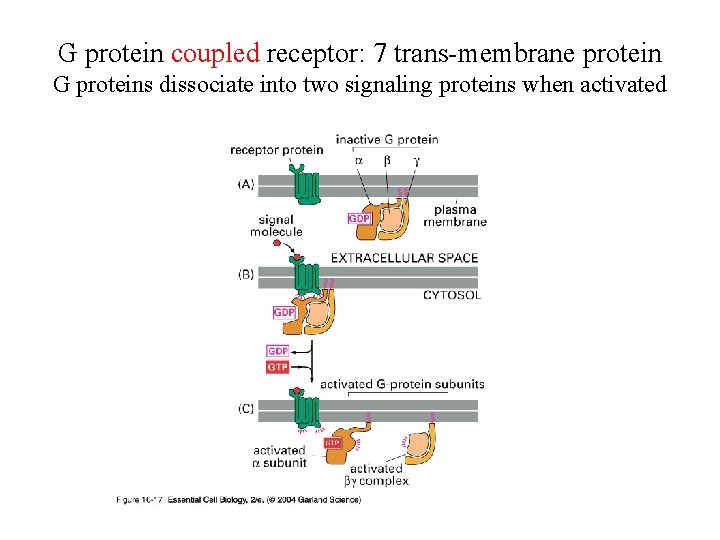 G protein coupled receptor: 7 trans-membrane protein G proteins dissociate into two signaling proteins G protein coupled receptor: 7 trans-membrane protein G proteins dissociate into two signaling proteins