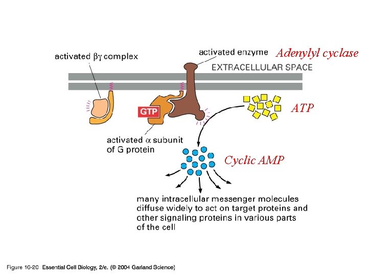 16_20_second_messeng. jpg Adenylyl cyclase ATP Cyclic AMP 16_20_second_messeng. jpg Adenylyl cyclase ATP Cyclic AMP
