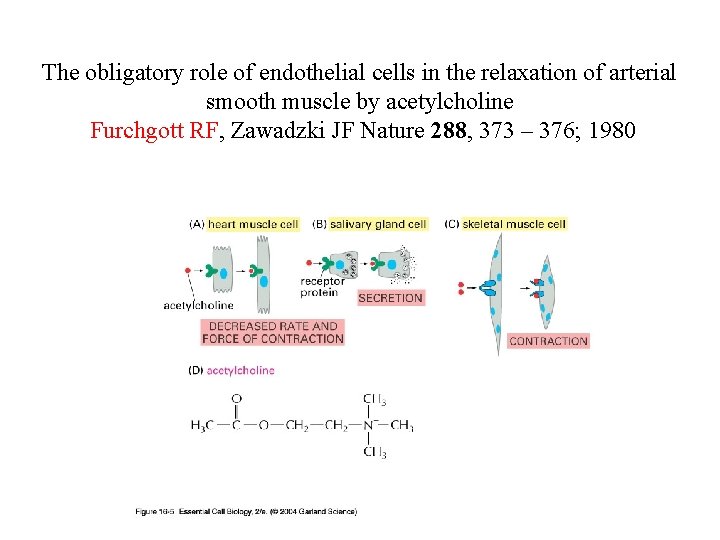 The obligatory role of endothelial cells in the relaxation of arterial smooth muscle by The obligatory role of endothelial cells in the relaxation of arterial smooth muscle by