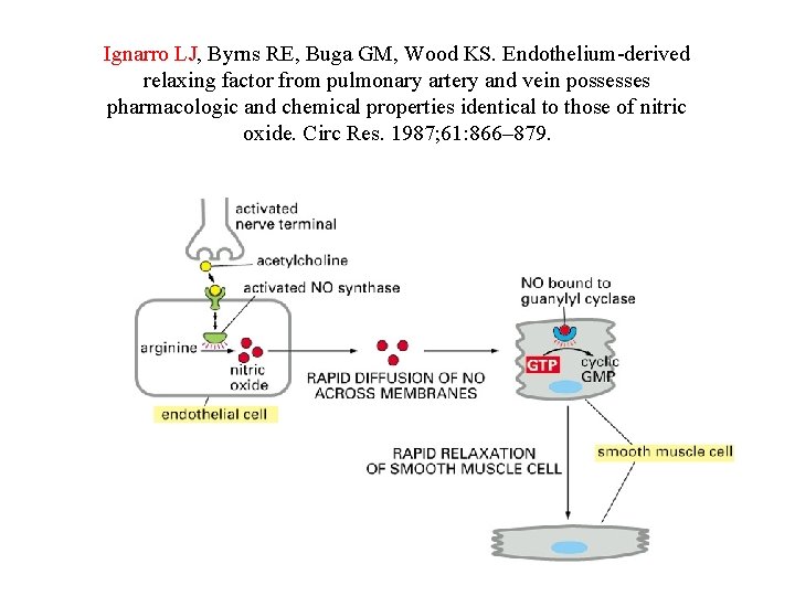 Ignarro LJ, Byrns RE, Buga GM, Wood KS. Endothelium-derived relaxing factor from pulmonary artery Ignarro LJ, Byrns RE, Buga GM, Wood KS. Endothelium-derived relaxing factor from pulmonary artery