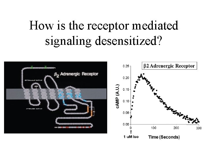 How is the receptor mediated signaling desensitized? How is the receptor mediated signaling desensitized?