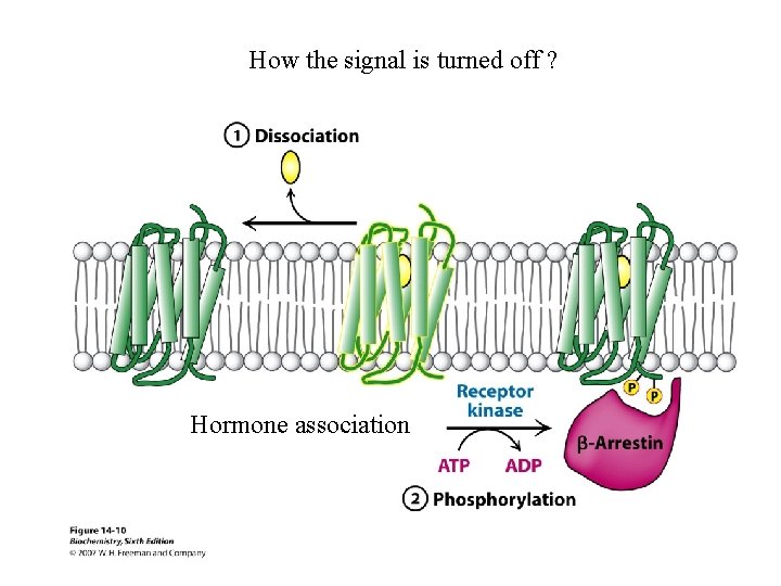 How the signal is turned off ? Hormone association 41 How the signal is turned off ? Hormone association 41