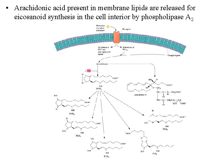 • Arachidonic acid present in membrane lipids are released for eicosanoid synthesis in • Arachidonic acid present in membrane lipids are released for eicosanoid synthesis in
