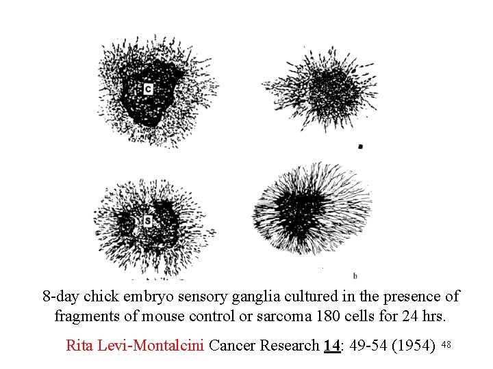 8 -day chick embryo sensory ganglia cultured in the presence of fragments of mouse 8 -day chick embryo sensory ganglia cultured in the presence of fragments of mouse