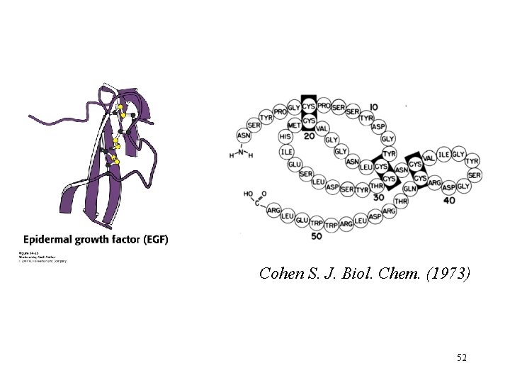 Cohen S. J. Biol. Chem. (1973) 52 Cohen S. J. Biol. Chem. (1973) 52