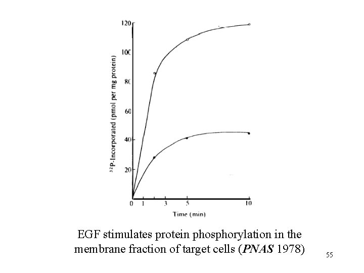 EGF stimulates protein phosphorylation in the membrane fraction of target cells (PNAS 1978) 55 EGF stimulates protein phosphorylation in the membrane fraction of target cells (PNAS 1978) 55