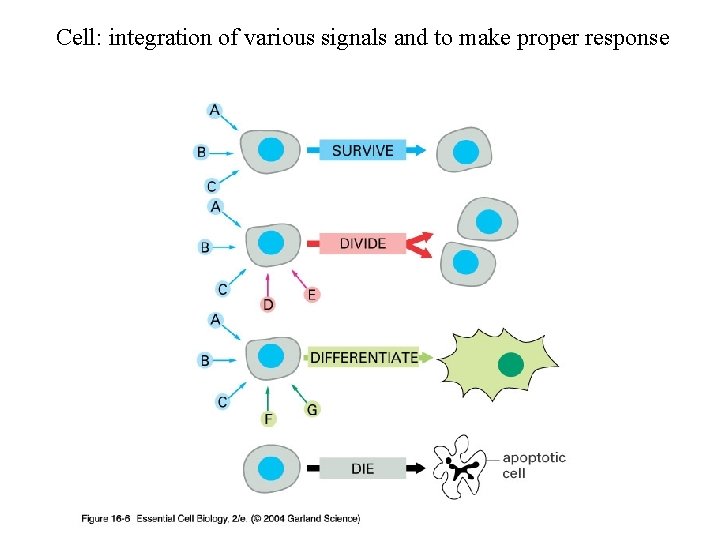 Cell: integration of various signals and to make proper response 16_06_extracellular_sig. jpg Cell: integration of various signals and to make proper response 16_06_extracellular_sig. jpg