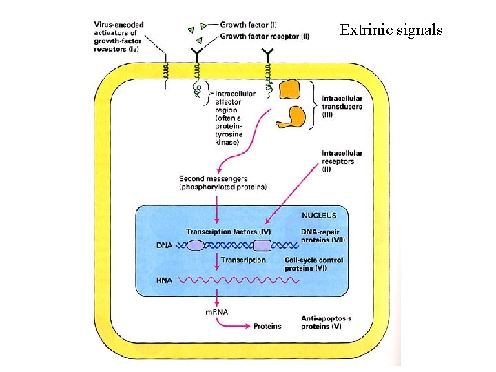 Extrinic signals Extrinic signals