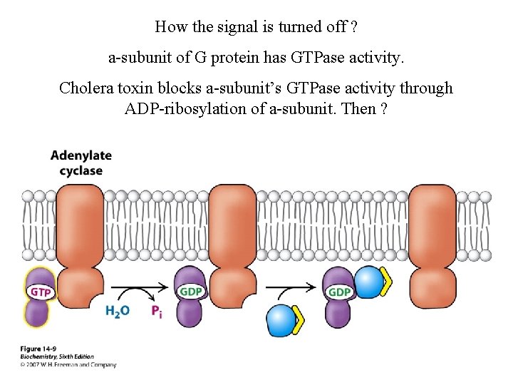 How the signal is turned off ? a-subunit of G protein has GTPase activity. How the signal is turned off ? a-subunit of G protein has GTPase activity.