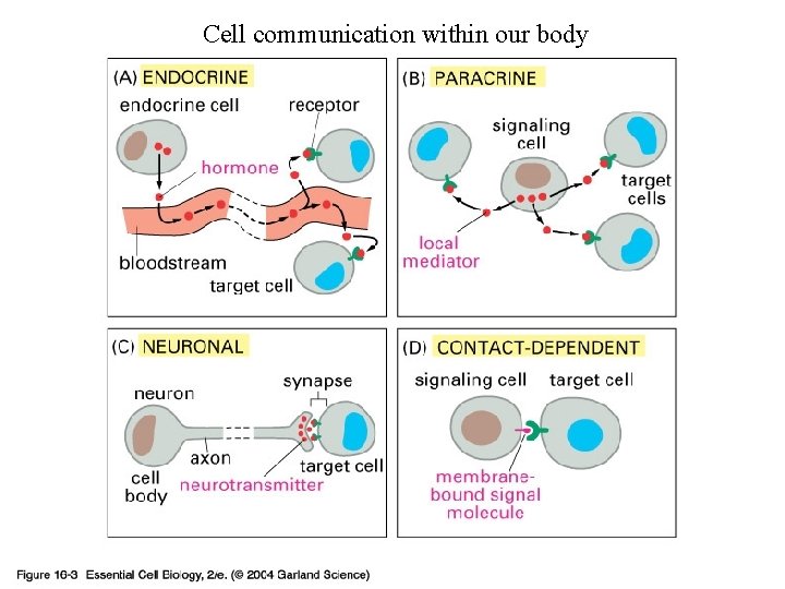 Cell communication within our body 16_03_signal_various. jpg Cell communication within our body 16_03_signal_various. jpg