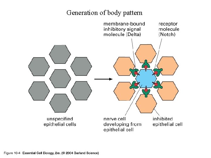 Generation of body pattern 16_04_Contact_depend. jpg Generation of body pattern 16_04_Contact_depend. jpg
