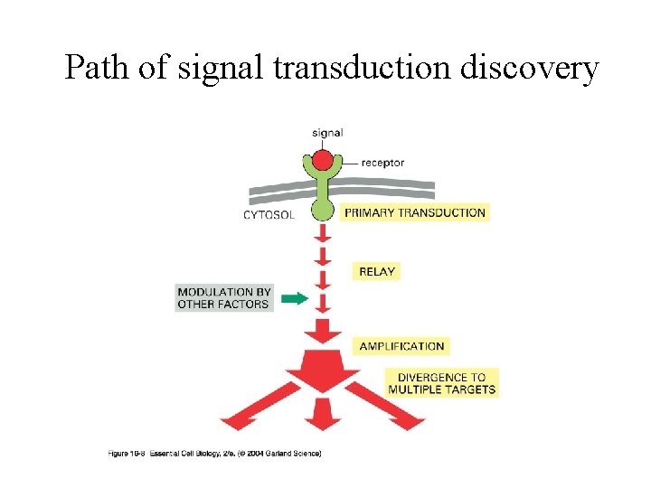 Path of signal transduction discovery Path of signal transduction discovery