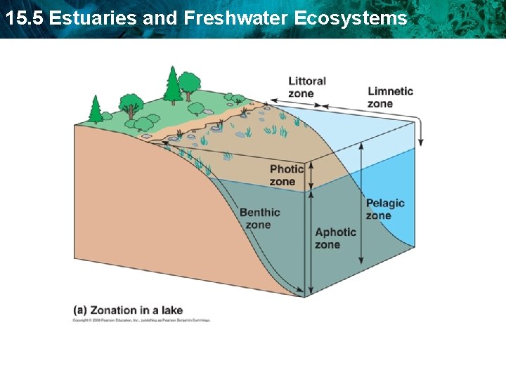 15 5 Estuaries and Freshwater Ecosystems Review Ch