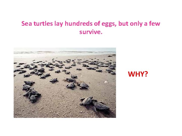 Sea turtles lay hundreds of eggs, but only a few survive. WHY? 
