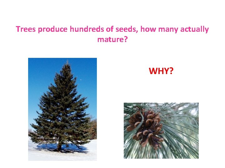 Trees produce hundreds of seeds, how many actually mature? WHY? 