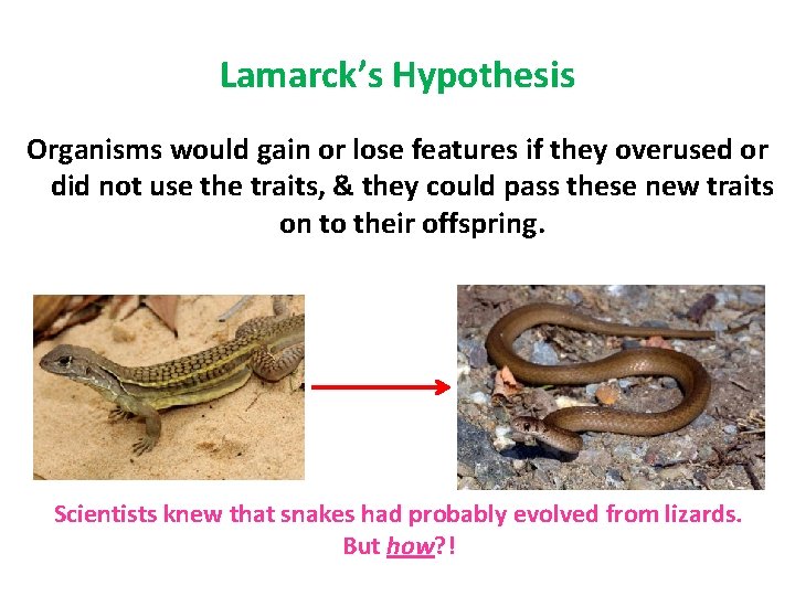 Lamarck’s Hypothesis Organisms would gain or lose features if they overused or did not