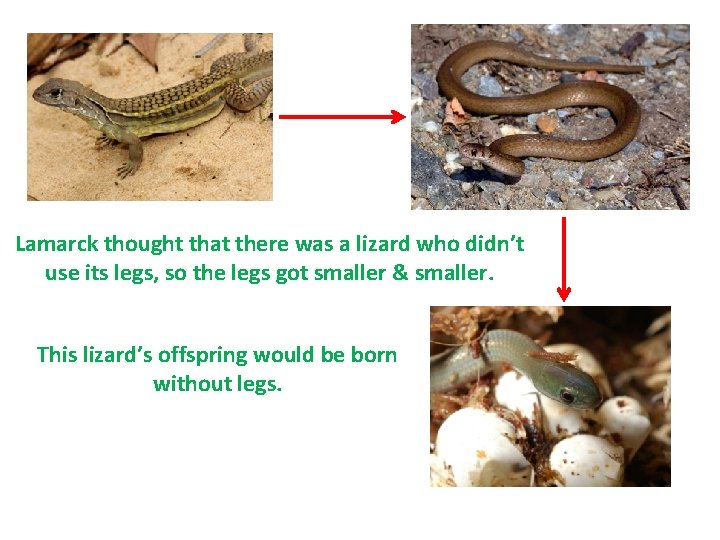 Lamarck thought that there was a lizard who didn’t use its legs, so the