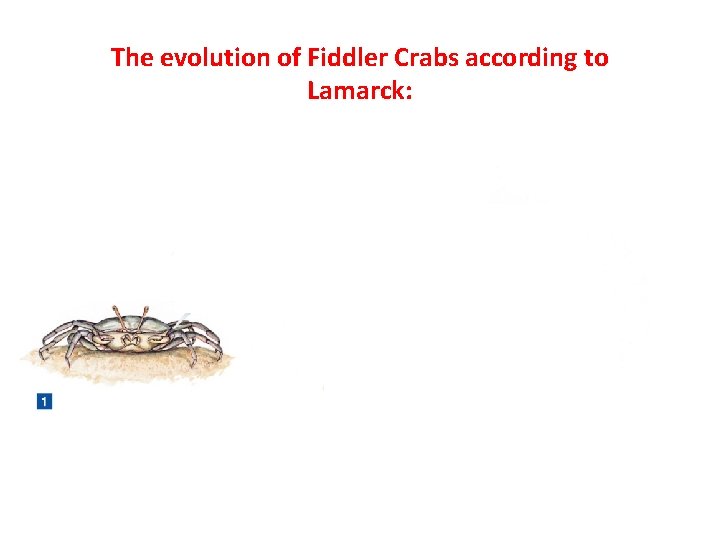 The evolution of Fiddler Crabs according to Lamarck: 