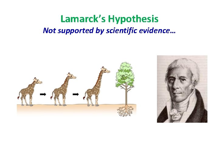 Lamarck’s Hypothesis Not supported by scientific evidence… 