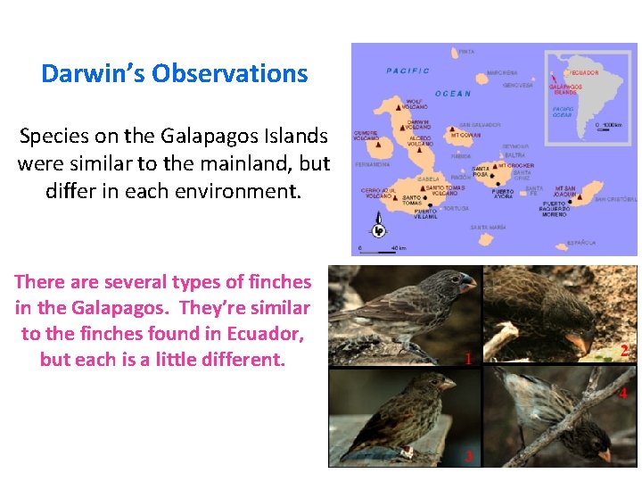 Darwin’s Observations Species on the Galapagos Islands were similar to the mainland, but differ