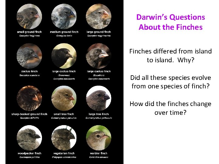 Darwin’s Questions About the Finches differed from island to island. Why? Did all these