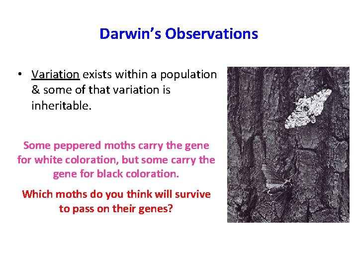 Darwin’s Observations • Variation exists within a population & some of that variation is