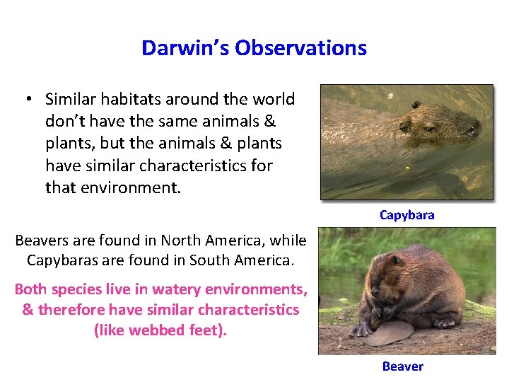 Darwin’s Observations • Similar habitats around the world don’t have the same animals &