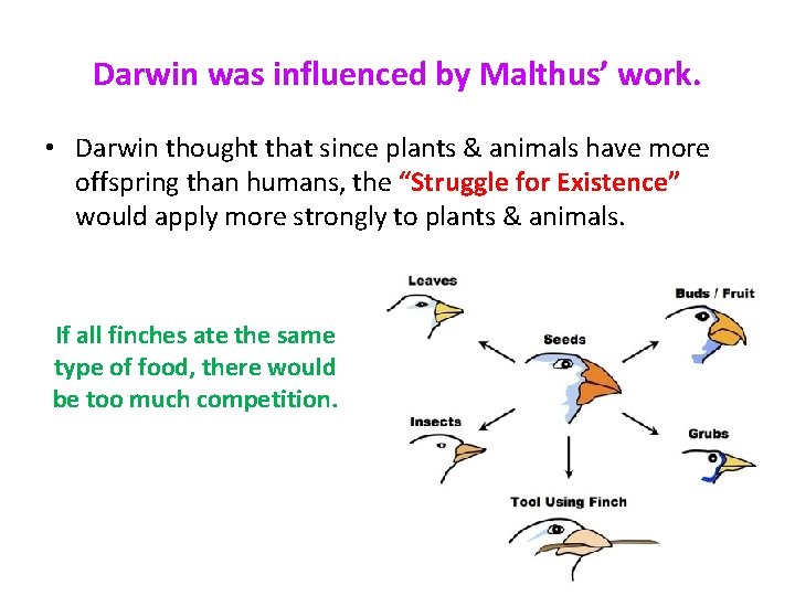 Darwin was influenced by Malthus’ work. • Darwin thought that since plants & animals