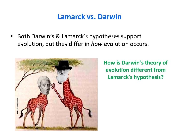 Lamarck vs. Darwin • Both Darwin’s & Lamarck’s hypotheses support evolution, but they differ