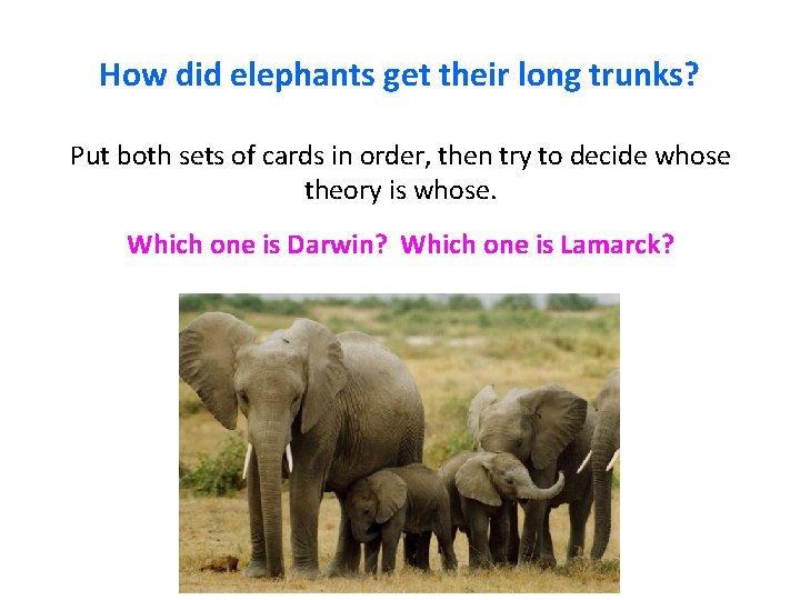 How did elephants get their long trunks? Put both sets of cards in order,