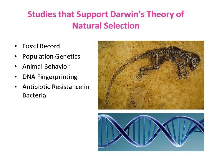 Studies that Support Darwin’s Theory of Natural Selection • • • Fossil Record Population