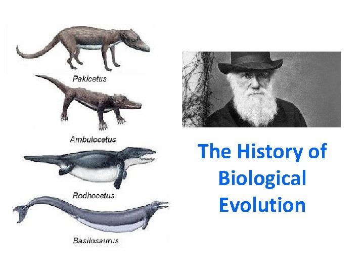 The History of Biological Evolution 