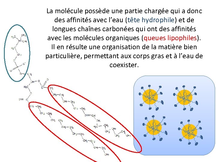 La molécule possède une partie chargée qui a donc des affinités avec l’eau (tête