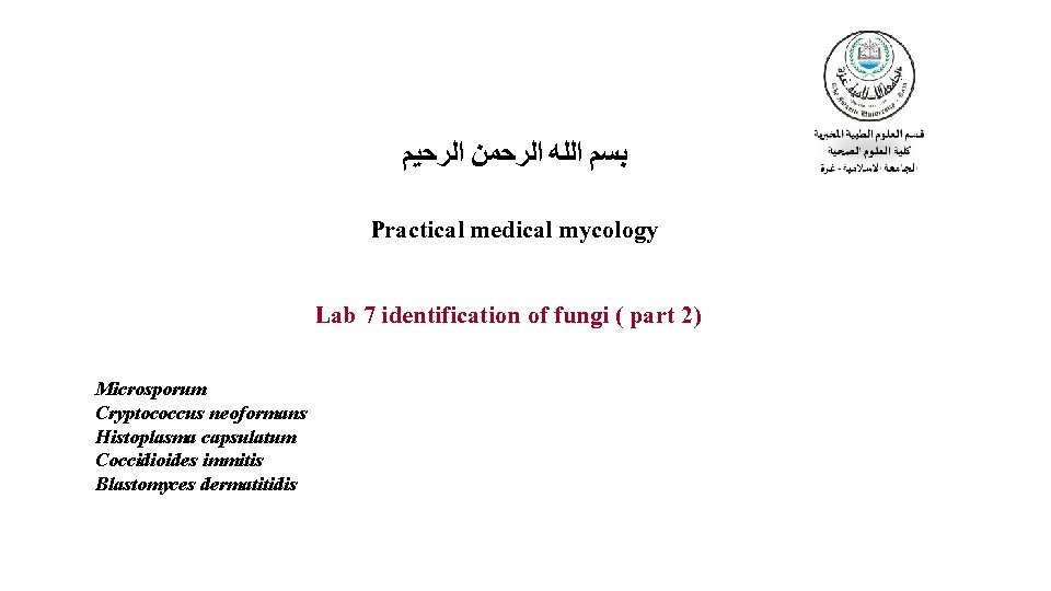  ﺑﺴﻢ ﺍﻟﻠﻪ ﺍﻟﺮﺣﻤﻦ ﺍﻟﺮﺣﻴﻢ Practical medical mycology Lab 7 identification of fungi (