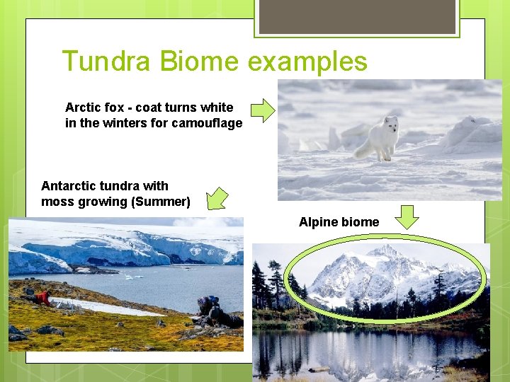 Tundra Biome examples Arctic fox - coat turns white in the winters for camouflage