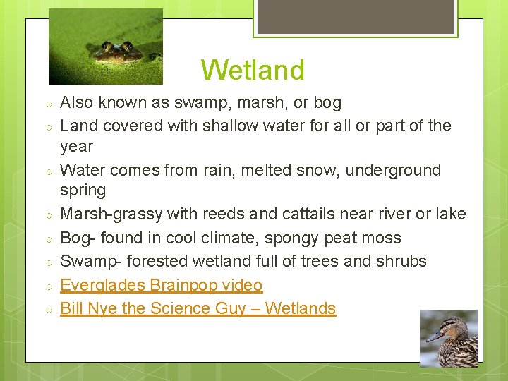 Wetland ○ ○ ○ ○ Also known as swamp, marsh, or bog Land covered