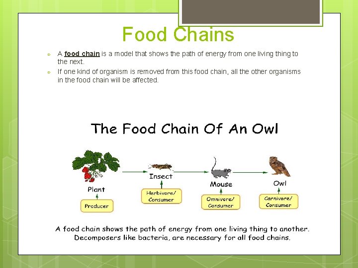 Food Chains ○ ○ A food chain is a model that shows the path