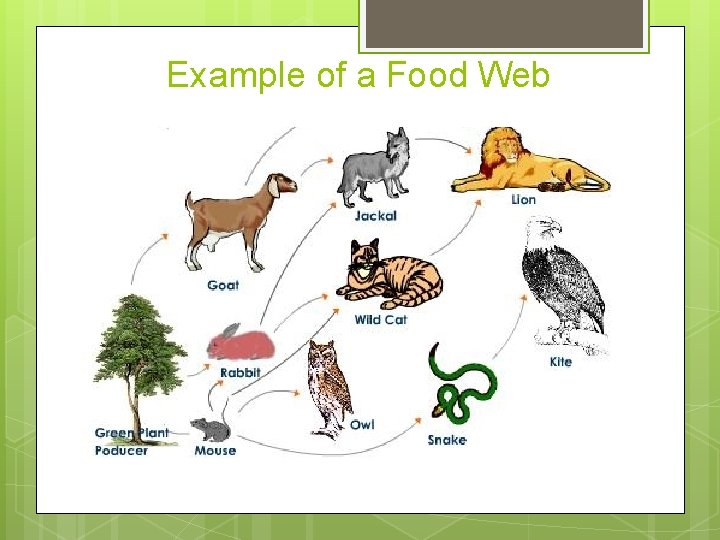 Example of a Food Web 