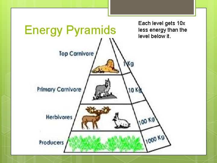 Energy Pyramids Each level gets 10 x less energy than the level below it.