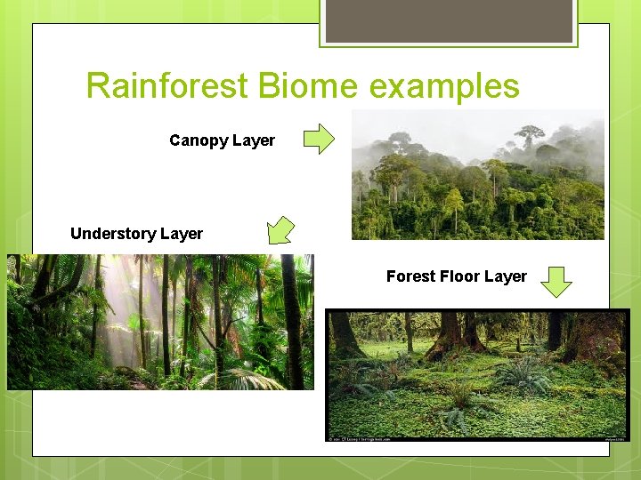 Rainforest Biome examples Canopy Layer Understory Layer Forest Floor Layer 