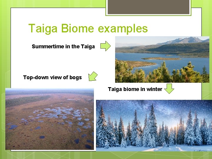 Taiga Biome examples Summertime in the Taiga Top-down view of bogs Taiga biome in