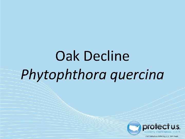 Oak Decline Phytophthora quercina 