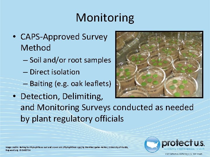 Monitoring • CAPS-Approved Survey Method – Soil and/or root samples – Direct isolation –